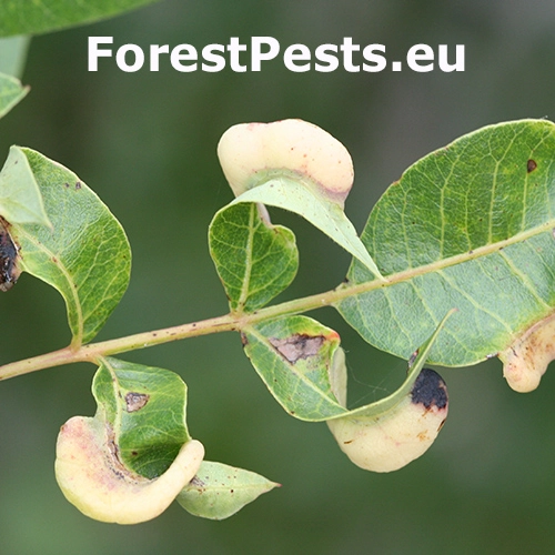 Vo&scaron;ka Forda formicaria