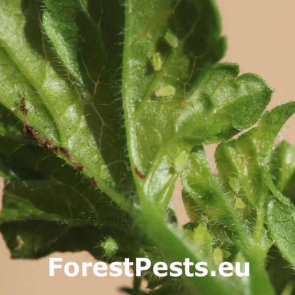 Gooseberry aphid   