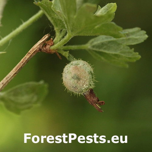 Americk&aacute; m&uacute;čnatka egre&scaron;a