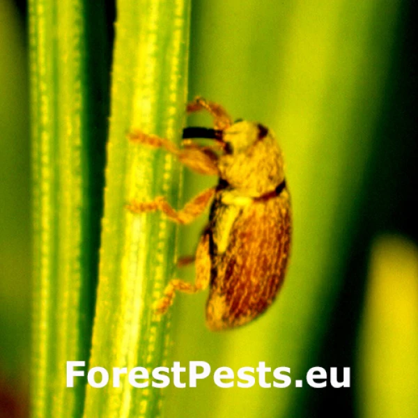 Nos&aacute;nik borovicov&yacute; 