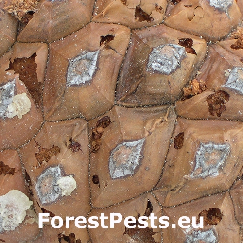 Vijačka Dioryctria mendacella