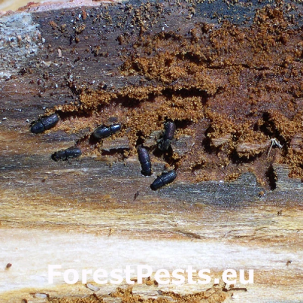 Lykokaz chlpat&yacute; 