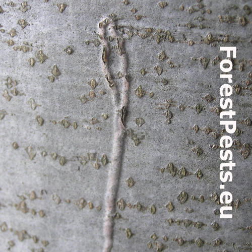 Drobn&iacute;k Ectoedemia liebwerdella