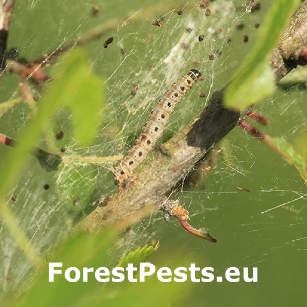 Priadzovec ovocn&yacute;