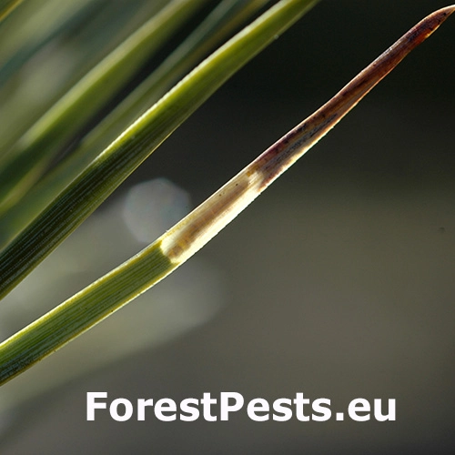 Priadzovec borovicov&yacute;