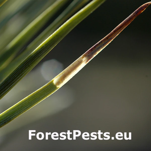 Priadzovec borovicov&yacute;