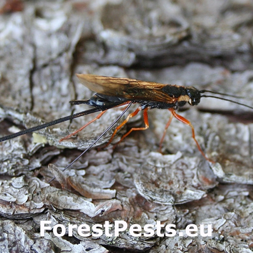 P&iacute;lovka čierna