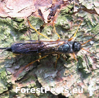 P&iacute;lovka fialov&aacute;