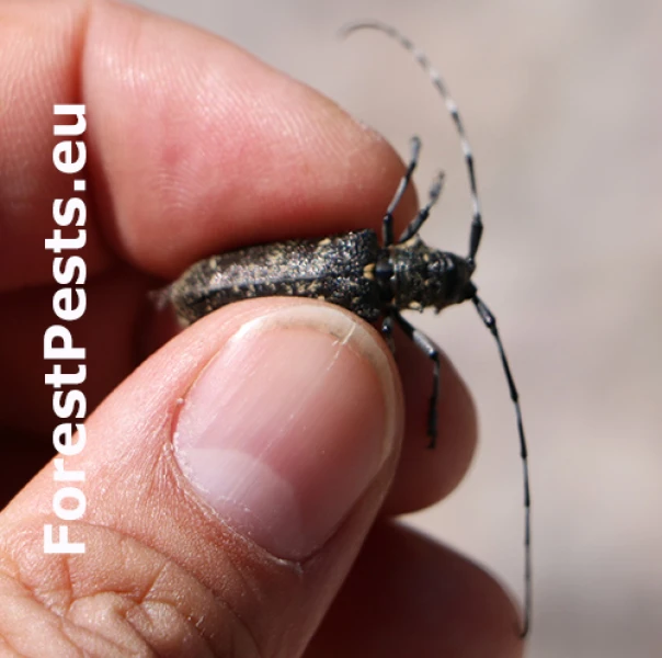 Vrz&uacute;nik smrekov&yacute;