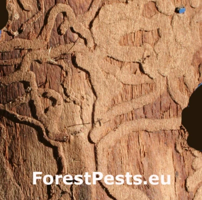 Krasoň zelenkast&yacute;