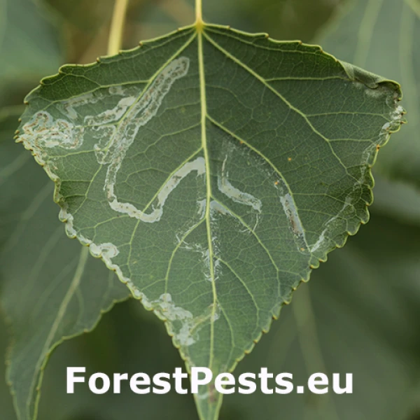 Listovn&iacute;ček topolov&yacute;