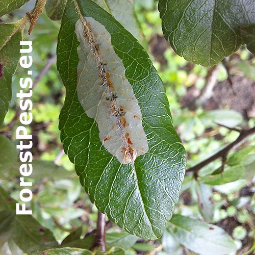 Plosk&aacute;čik hlohyňov&yacute;