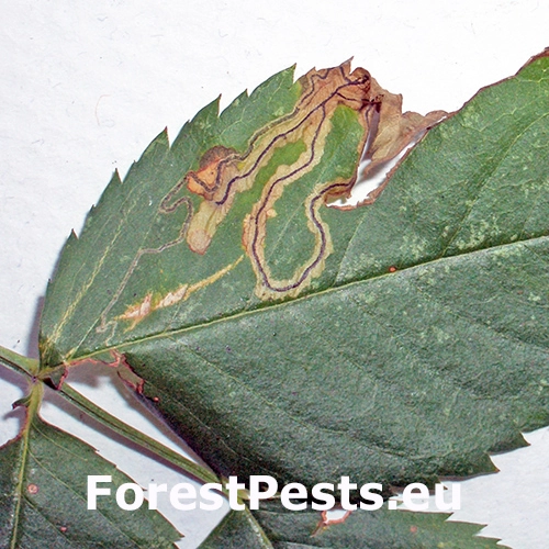 Drobn&iacute;k z&aacute;hradn&yacute;