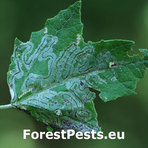 Listovn&iacute;ček Phyllocnistis labyrinthella