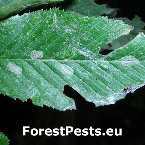 Plosk&aacute;čik hrabov&yacute;