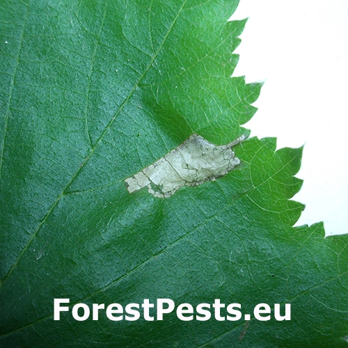 Plosk&aacute;čik Nicelliho