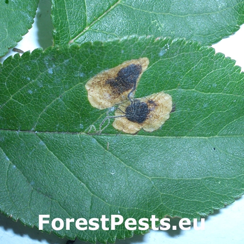 Drobn&iacute;k trnkov&yacute;