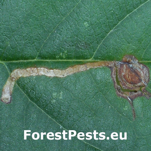 Drobn&iacute;k slivkov&yacute;