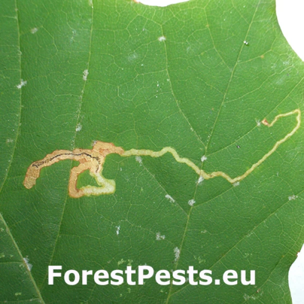 Drobn&iacute;k Stigmella speciosa