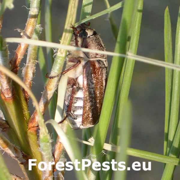 Chr&uacute;st Anoxia australis