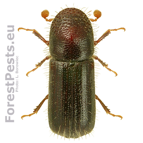 Lykožr&uacute;t bukov&yacute;