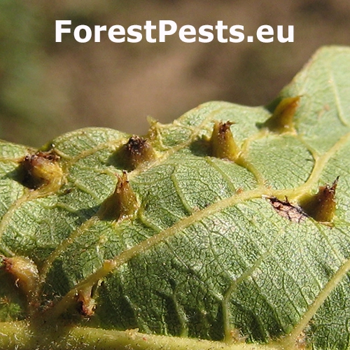 Roztoč Aceria brachytarsus