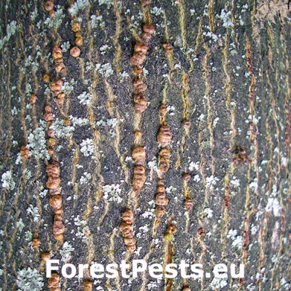 Roztoč Aceria heteronyx