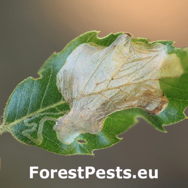 Psotka Acrocercops brongniardella