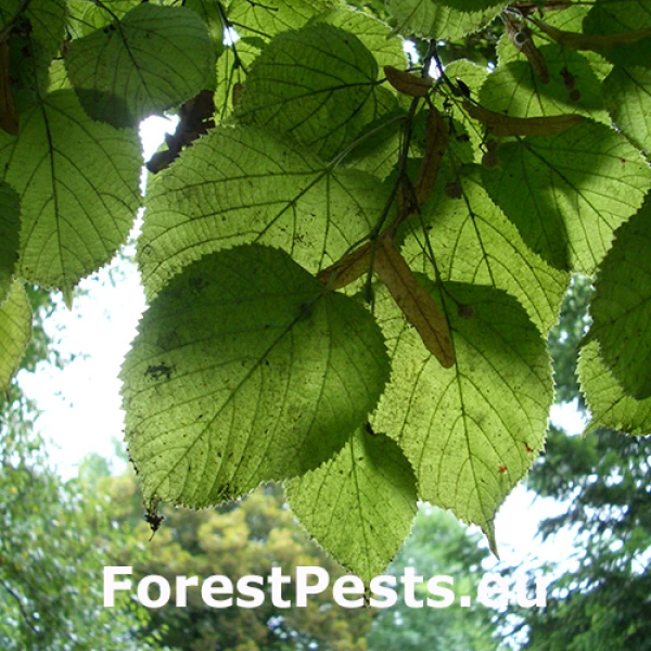 Roztoč Eotetranychus tiliarium