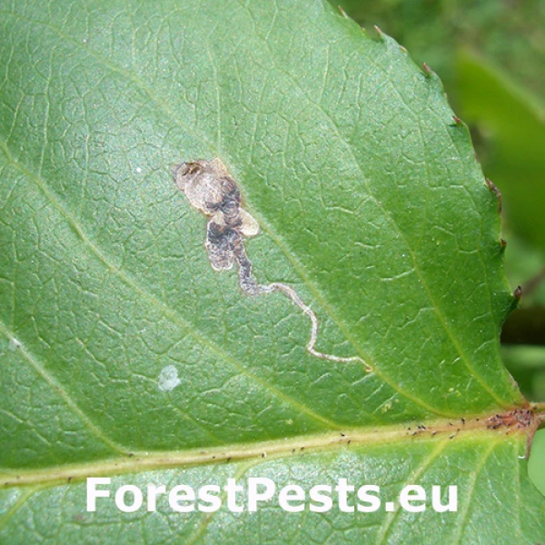 Drobn&iacute;k hru&scaron;kov&yacute;