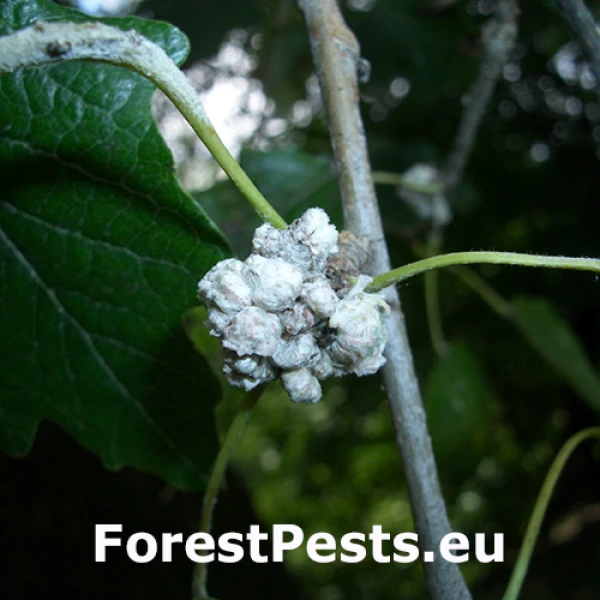 Vlnovn&iacute;k topoľov&yacute;