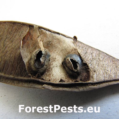 Zrnokaz Bruchidius siliquastri