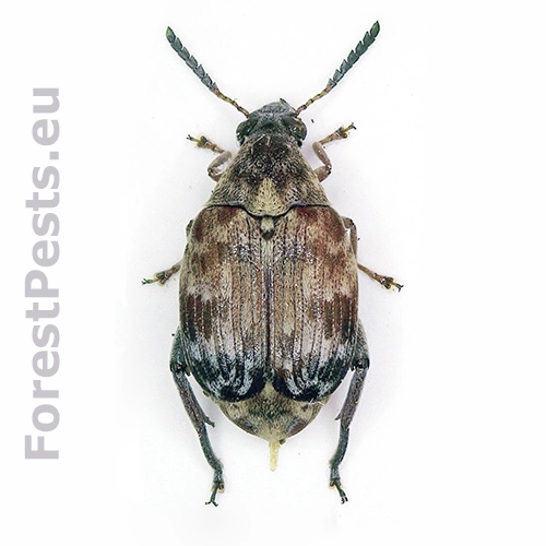 Zrnokaz Megabruchidius tonkineus