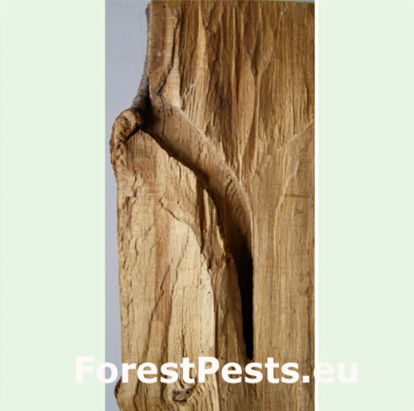 Fuz&aacute;č alpsk&yacute;