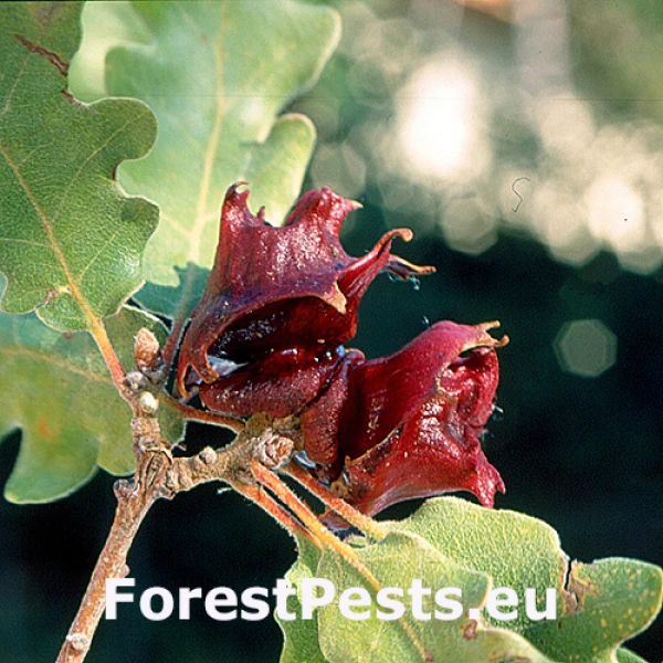 Hrčiarka Andricus pictus