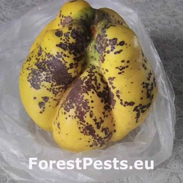 &Scaron;kvrnitosť listov duly