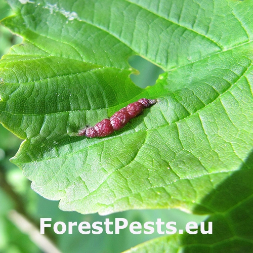 Plodomorka Contarinia acerplicans