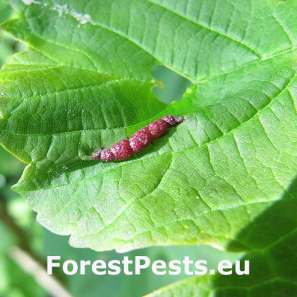 Plodomorka Contarinia acerplicans