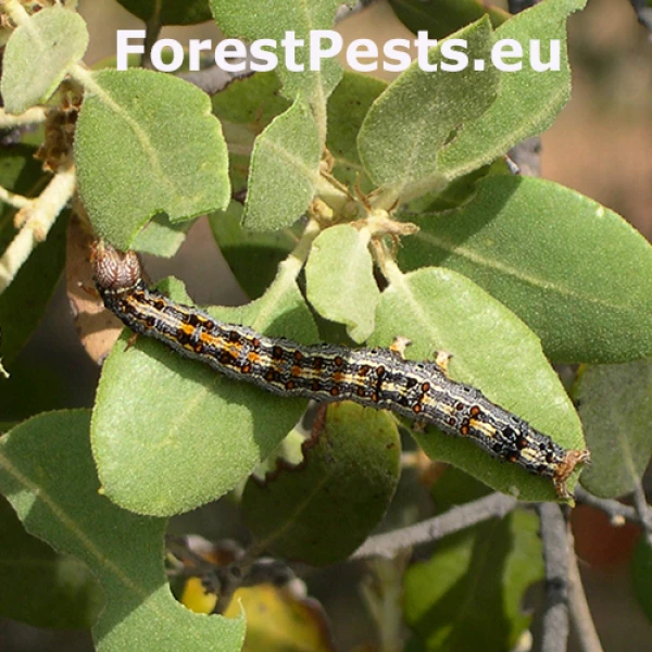 Stužkavec cudzokrajn&yacute;