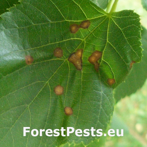 Plodomorka Physemocecis hartigi