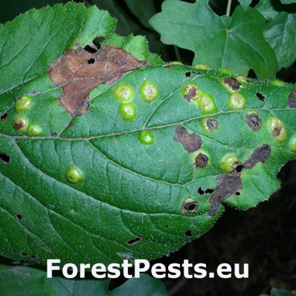 Plodomorka Sackenomyia reaumurii