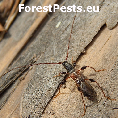 Fuz&aacute;č polokrovkov&yacute;