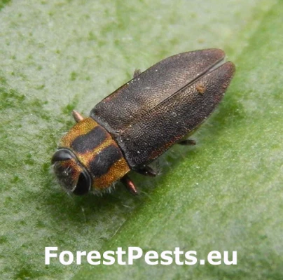 Krasoň Anthaxia manca