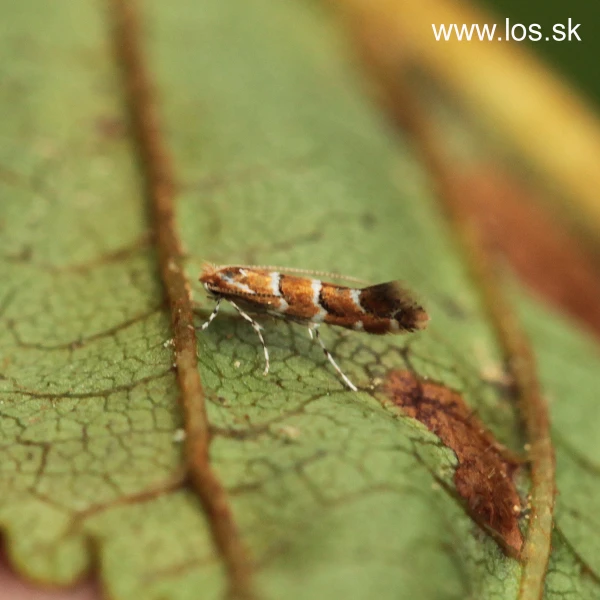 Plosk&aacute;čik paga&scaron;tanov&yacute;