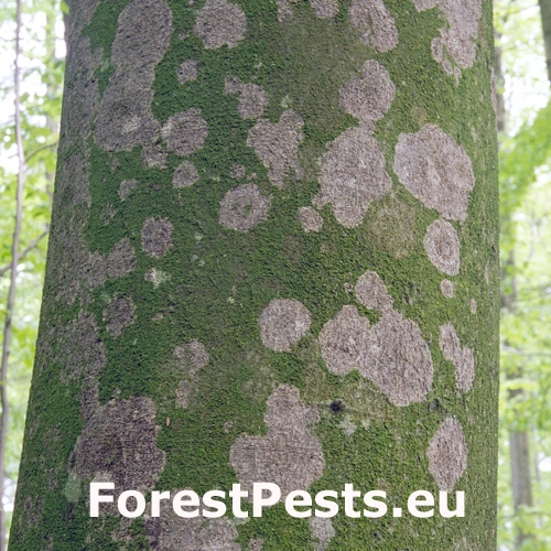 At&eacute;lia listov&aacute;