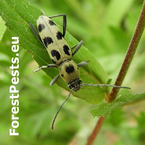 Fuz&aacute;č Chlorophorus herbstii