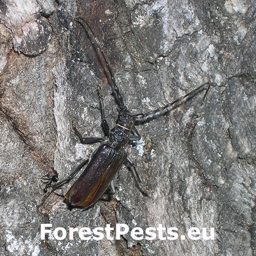 Fuz&aacute;č Cerambyx welensii