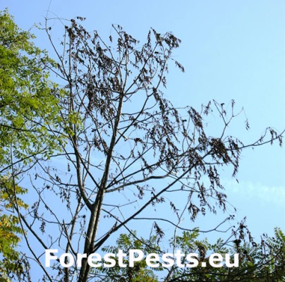 Rakovinov&eacute; ochorenie orecha