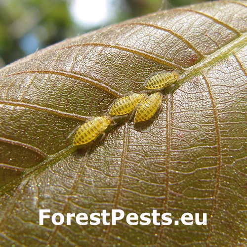 Strom&aacute;rka orechov&aacute;