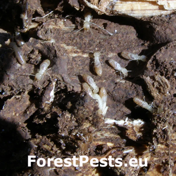 Termit juhoeur&oacute;psky